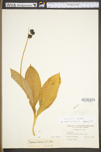 Clintonia borealis image