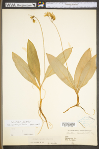 Clintonia borealis image