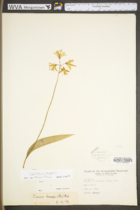 Clintonia borealis image