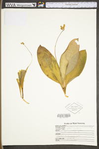 Clintonia borealis image