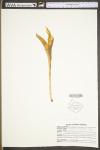 Convallaria majuscula image