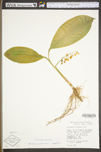 Convallaria majuscula image