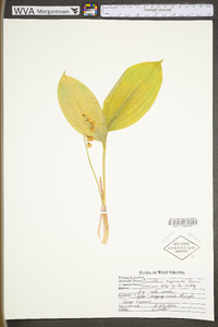 Convallaria majuscula image