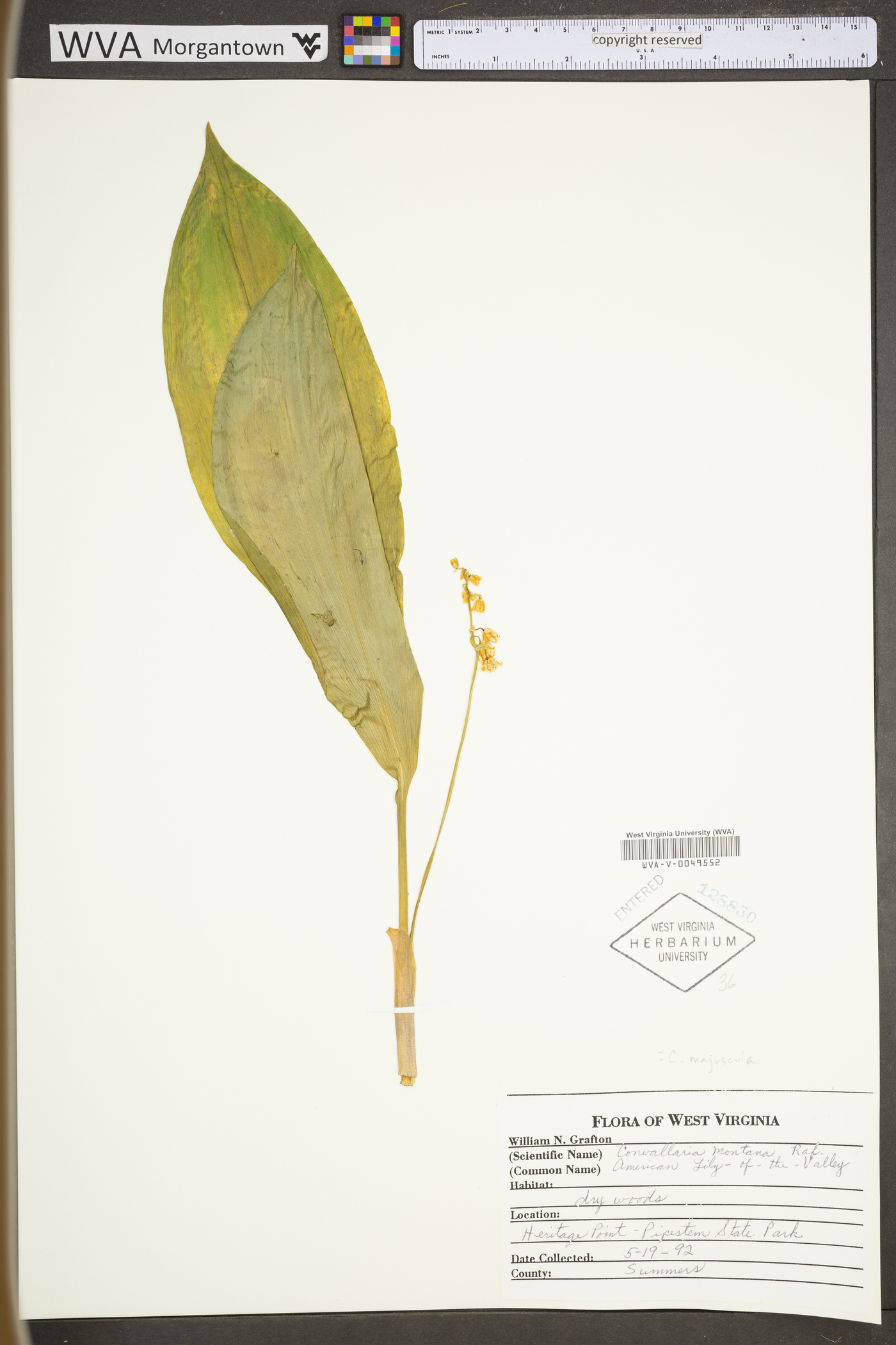 Convallaria majuscula image