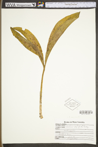 Convallaria majuscula image