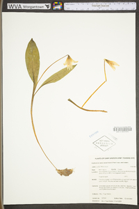 Erythronium umbilicatum image