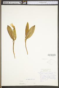 Erythronium americanum subsp. americanum image