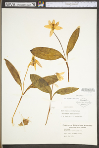 Erythronium americanum subsp. americanum image