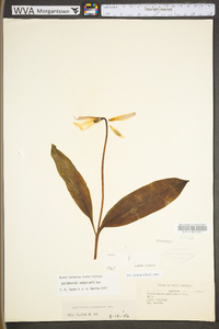 Erythronium americanum subsp. americanum image