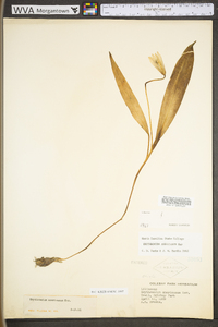 Erythronium americanum subsp. americanum image