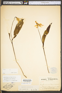 Erythronium americanum subsp. americanum image