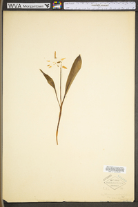 Erythronium americanum subsp. americanum image