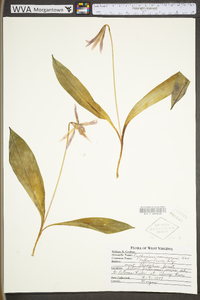 Convallaria majuscula image