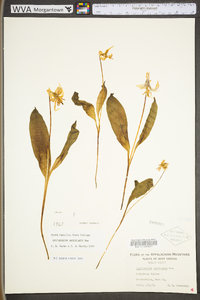 Erythronium americanum subsp. americanum image