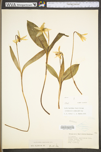 Erythronium americanum subsp. americanum image