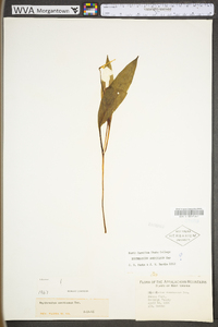 Erythronium americanum subsp. americanum image