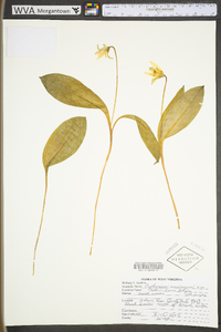 Erythronium americanum subsp. americanum image