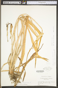 Hemerocallis fulva image