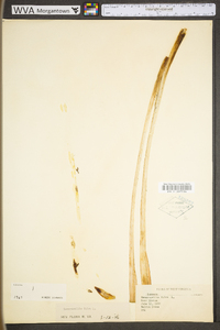 Hemerocallis fulva image