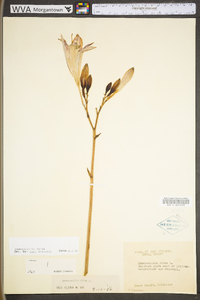 Hemerocallis fulva image