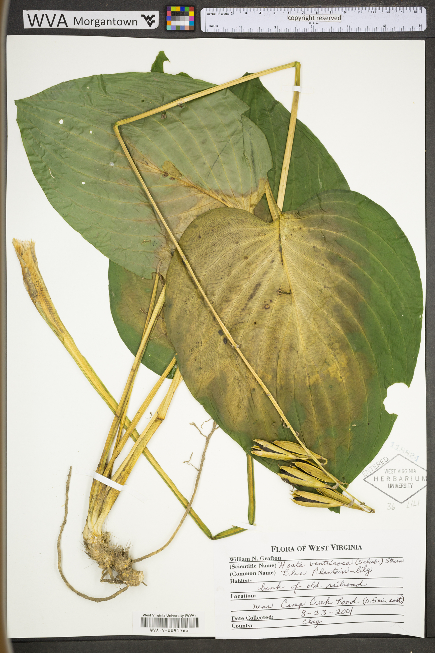 Hosta ventricosa image