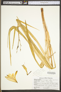 Hemerocallis lilioasphodelus image