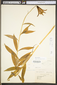 Lilium canadense subsp. canadense image