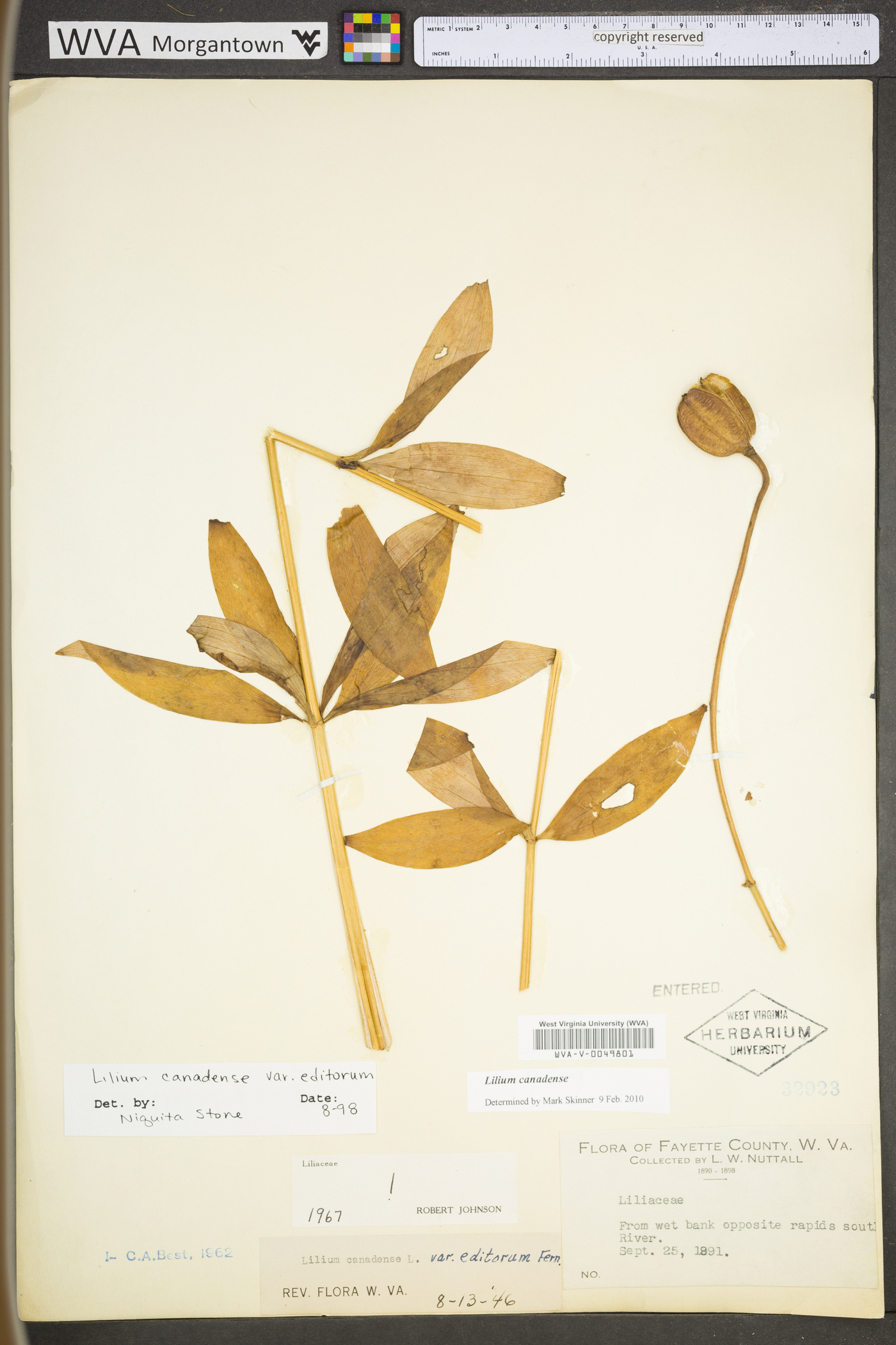 Lilium canadense subsp. editorum image