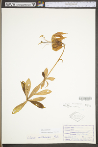 Lilium michauxii image