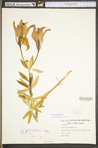 Lilium philadelphicum var. philadelphicum image
