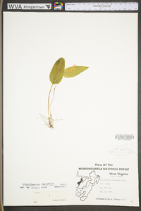 Maianthemum canadense image