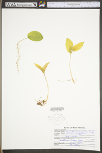 Maianthemum canadense image