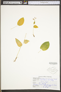 Maianthemum canadense image