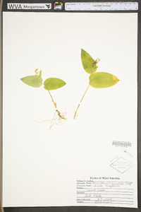 Maianthemum canadense image