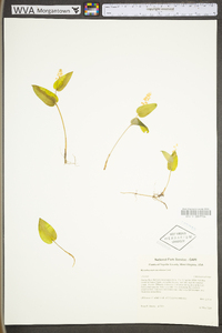 Maianthemum canadense image