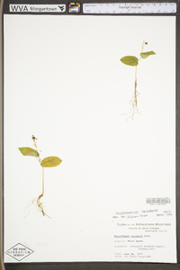 Maianthemum canadense image