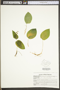 Maianthemum canadense image