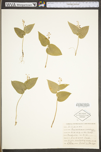 Maianthemum canadense image