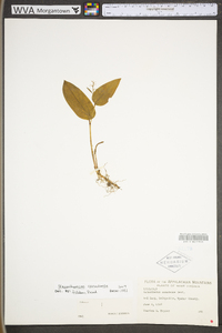 Maianthemum canadense image