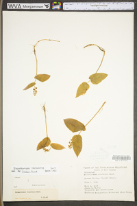 Maianthemum canadense image