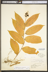 Maianthemum racemosum subsp. racemosum image