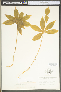 Medeola virginiana image