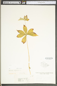 Medeola virginiana image