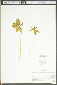 Convallaria majuscula image