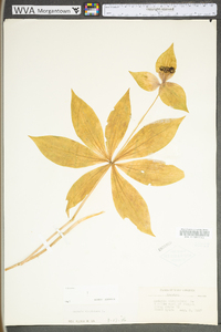 Medeola virginiana image