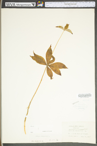 Medeola virginiana image