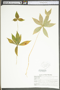 Medeola virginiana image