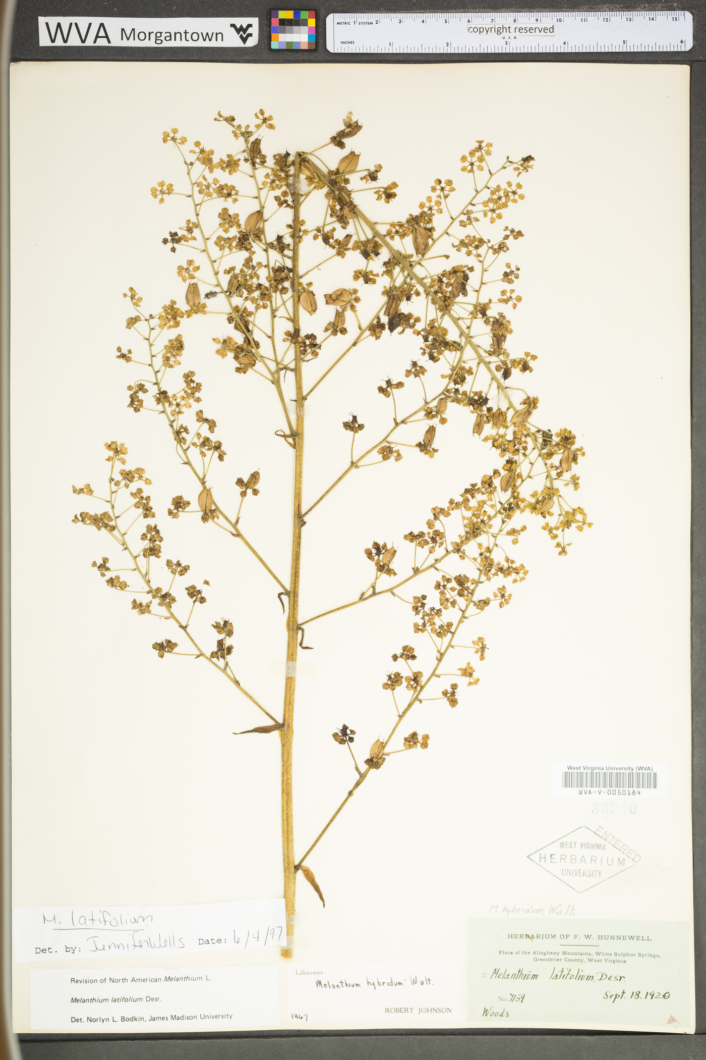 Veratrum hybridum image