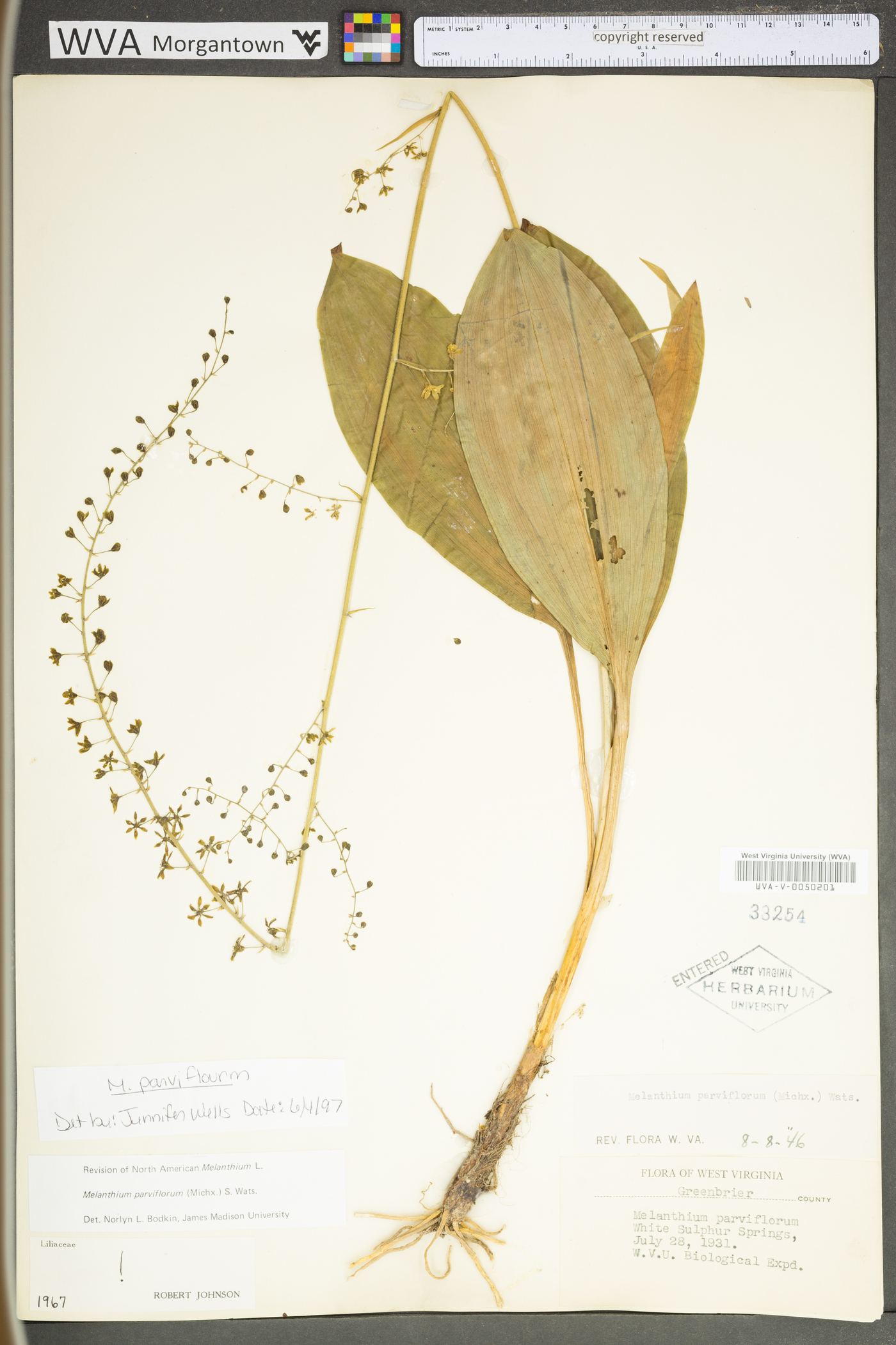 Veratrum parviflorum image