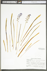 Muscari neglectum image